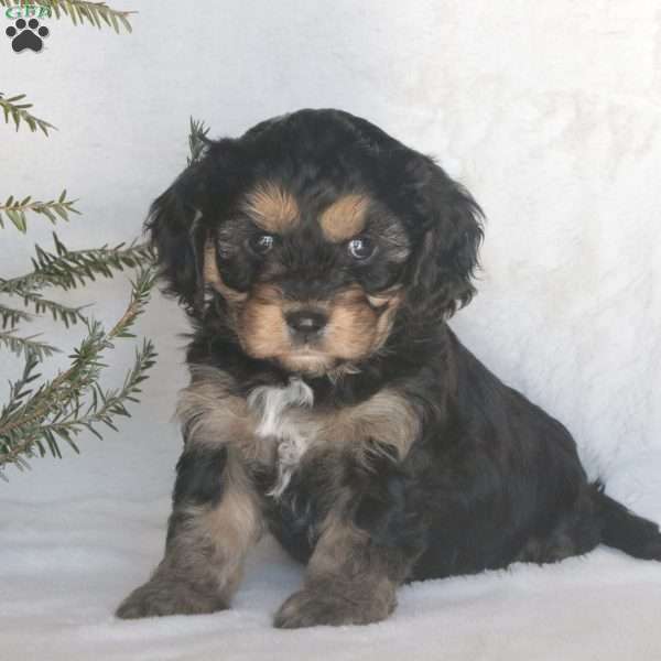 Mia, Cavachon Puppy